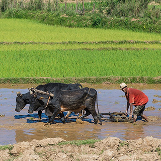 Antsirabe - Plowing with zebus